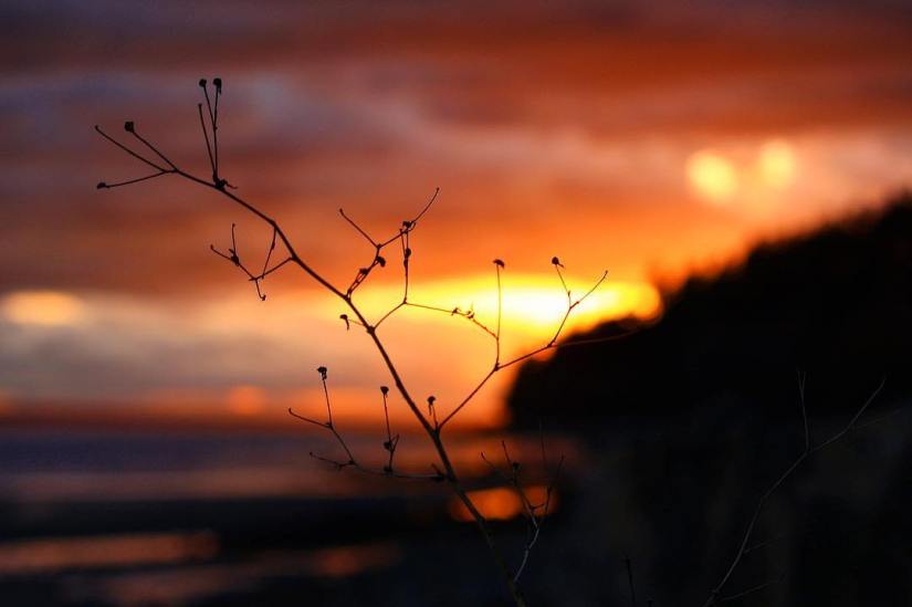 sunset-photo-photography-photographer-plant-orange-water-ocean-stick-clouds-bokeh-white rock-british columbia-canada-silhouette-beach-enhanced-saturation-cloud-amateur-puddles-sand