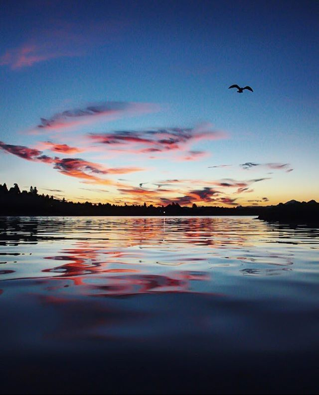 seagull-water-photo-photography-photographer-beach-sunrise-reflection-waves-ripples-