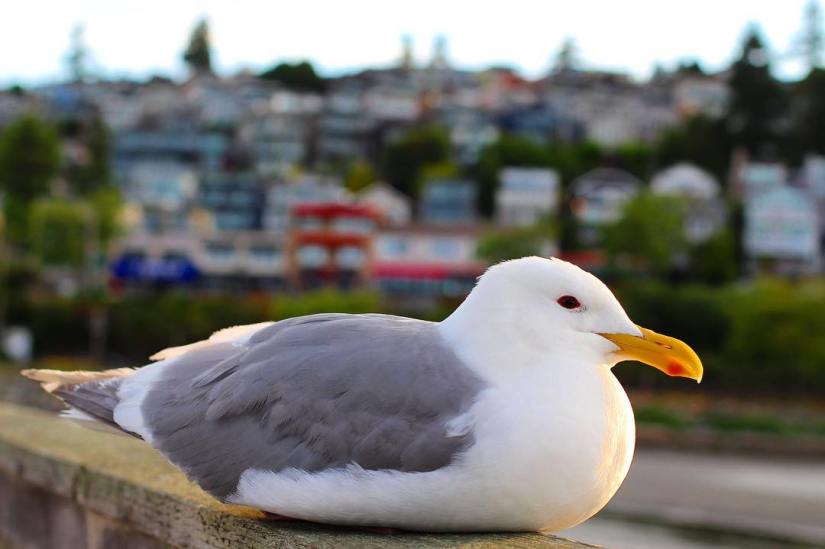 white rock-surrey-bird-soft-fluffy-canada-bokeh-vivid-strong-vibrant-feathers-photographer