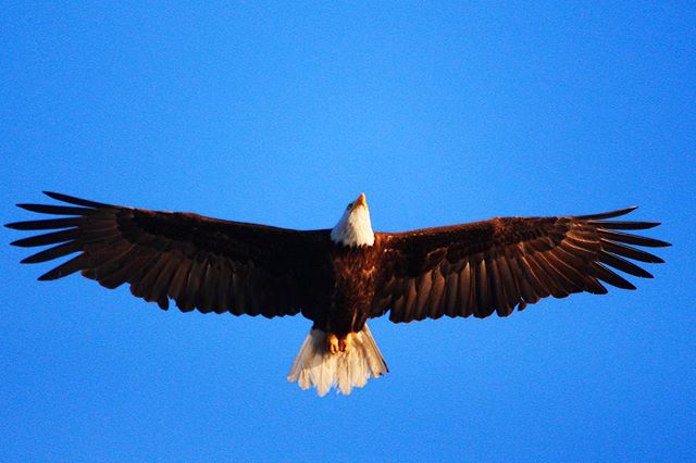 bald eagle-bird-photography-white rock-surrey-photographer-photograph-photo-wings-bald-canada-britsh columbia-nature-wildlife-feathers-sky-blue-