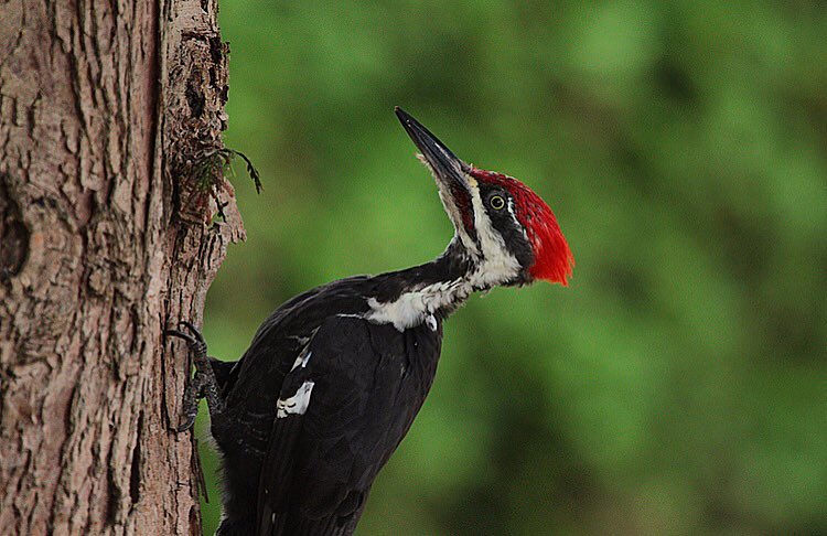 woodpecker-white rock-photographer-tree-talons-bushes-photograph-canada-british columbia-