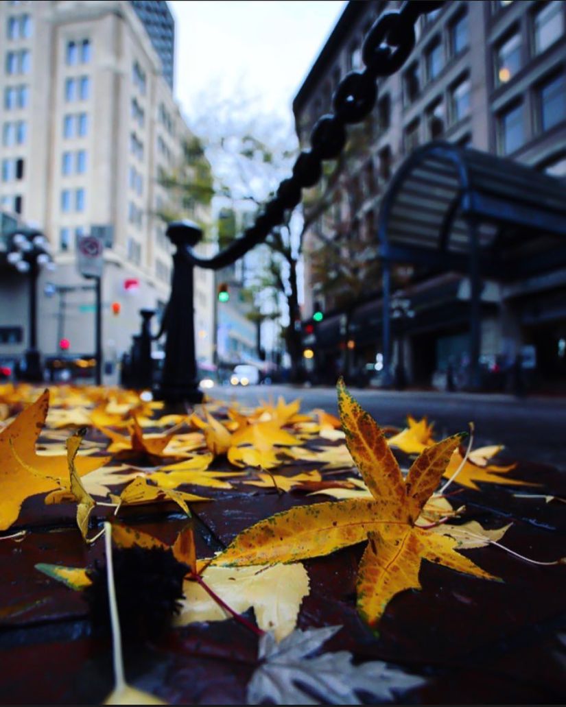 bokeh-vancouver-leaves-photographer-canada-chain-poles-photography-surrey-white rock-british columbia-downtown-van-