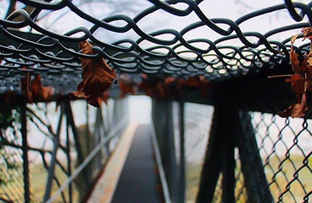 bokeh-cahinklink-british-columbia-canada-surrey-south-surrey-leaves-